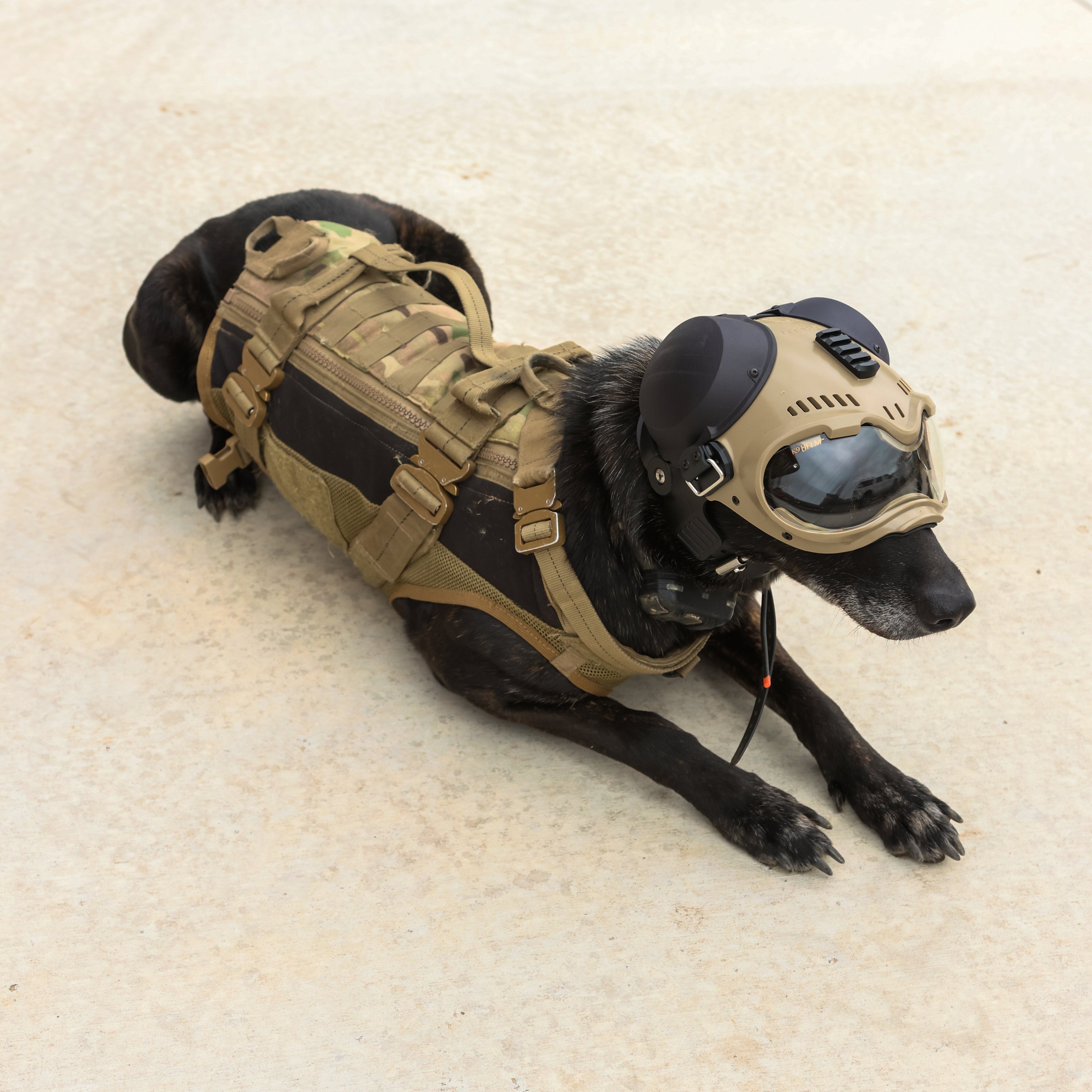 K9 Protective Gear